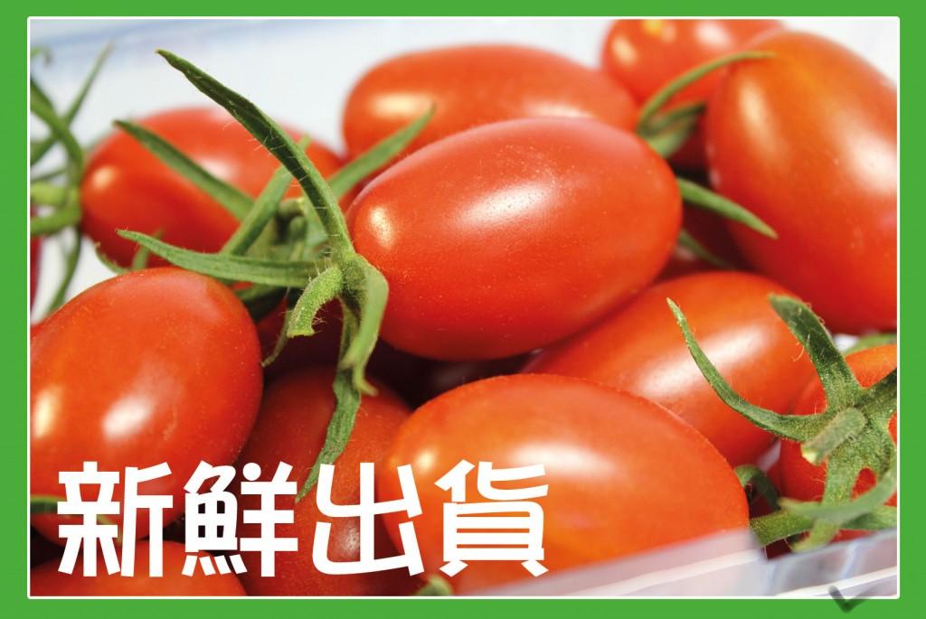 玉女番茄