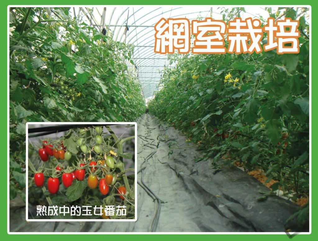 檜木玉女番茄