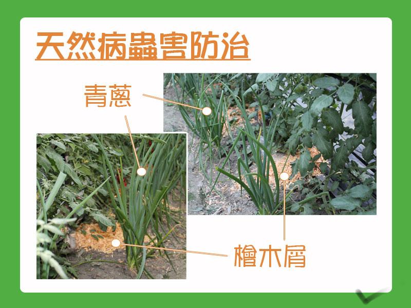 檜木玉女番茄