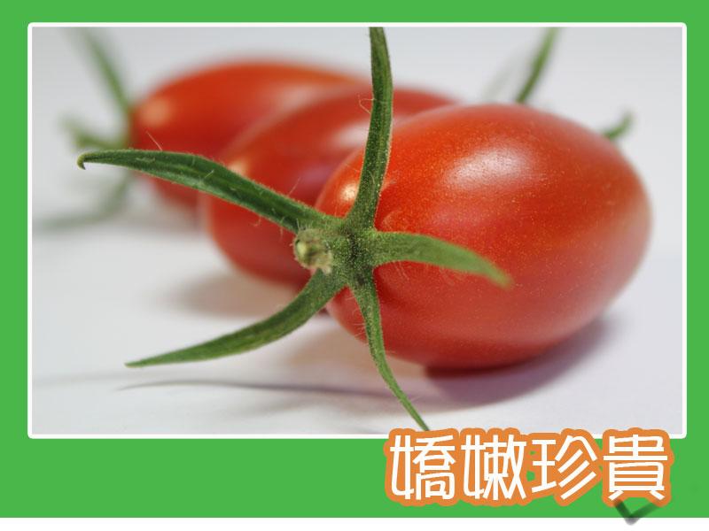 玉女番茄